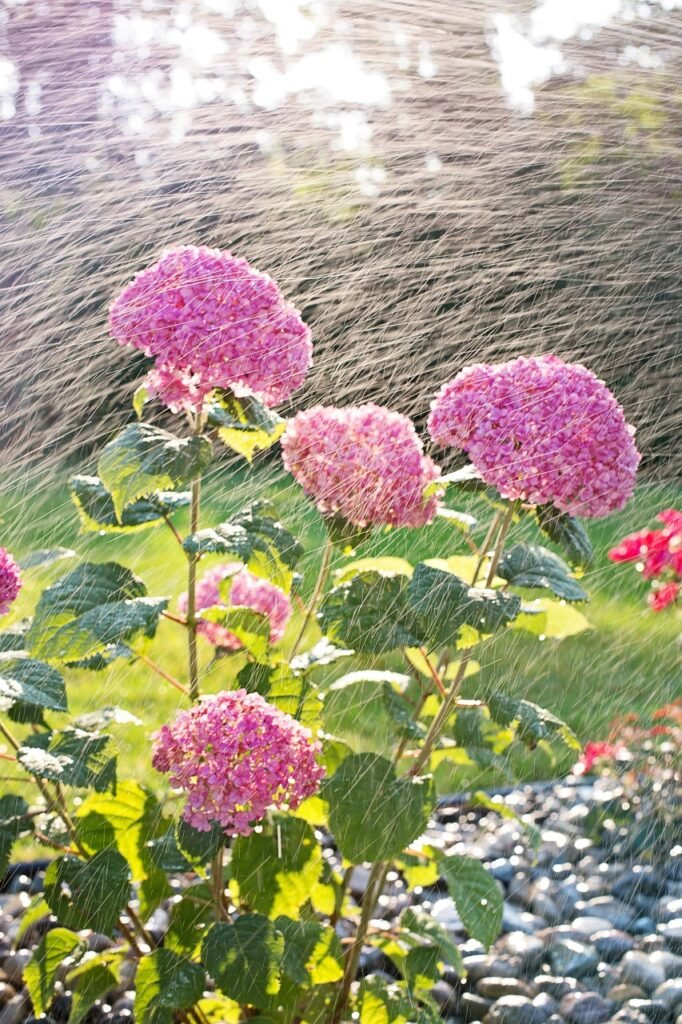 hydrangeas, watering, sprinkling, nature, flower wallpaper, sprinkler, garden, flower background, tending, pink, summer, beautiful flowers, flowers, plants